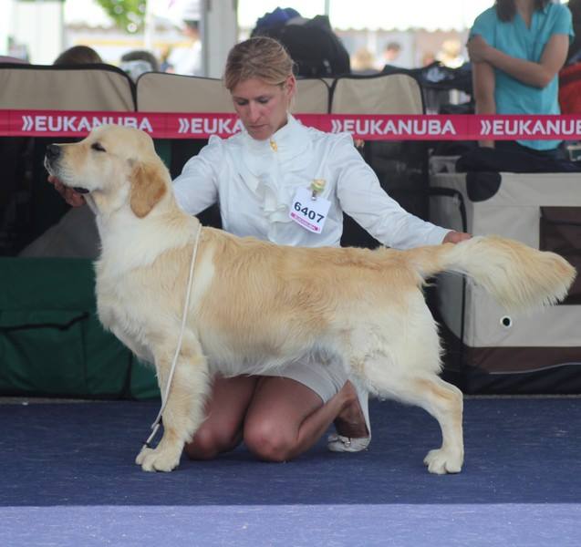 Roger 1er classe jeune à 13 mois qualifié pour Crufts