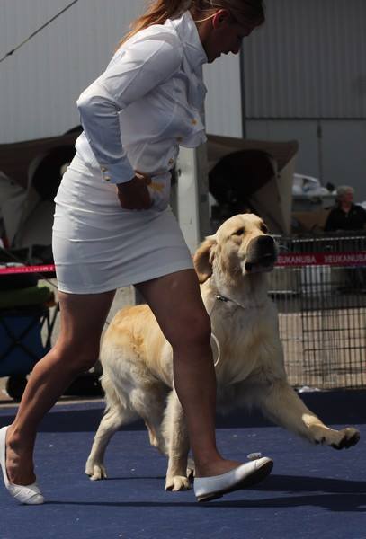 Roger 1er classe jeune à 13 mois qualifié pour Crufts