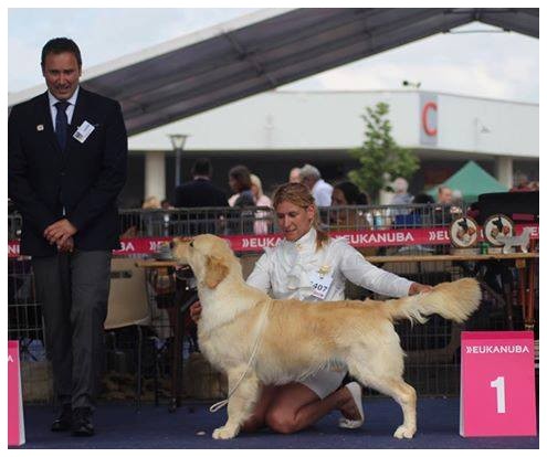 13 mois , BEST JUNIOR DOG Championnat de FRANCE ! Qualifié CRUFTS  2017