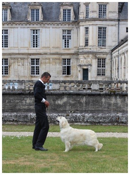  CH.Butterfl'Highland Glossy Moon ,3 ans .  (Aldo des Jardins d 'Epona x Extra Moon Of Sim)  RCACIB du Championnat de France !