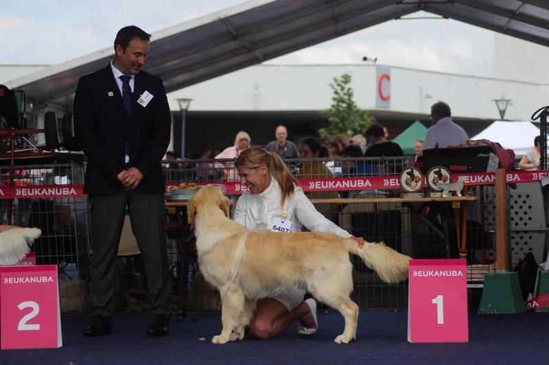 Roger 1er classe jeune à 13 mois qualifié pour Crufts