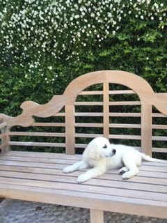 Marlowe