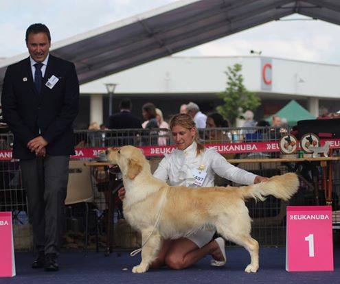 Roger 1er classe jeune à 13 mois qualifié pour Crufts