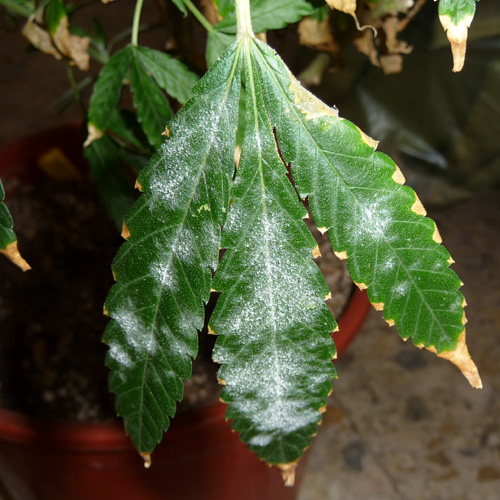 Hoja de marihuana de cultivo de exterior 