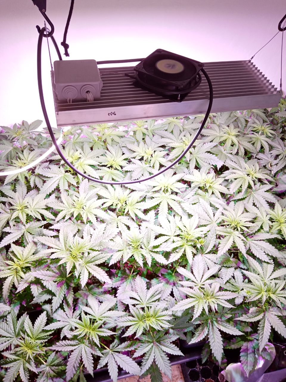 seguimiento potencyled cultivo interior led