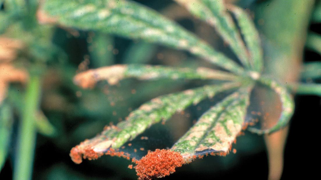 Elimina la araña roja de tus plantas de marihuana