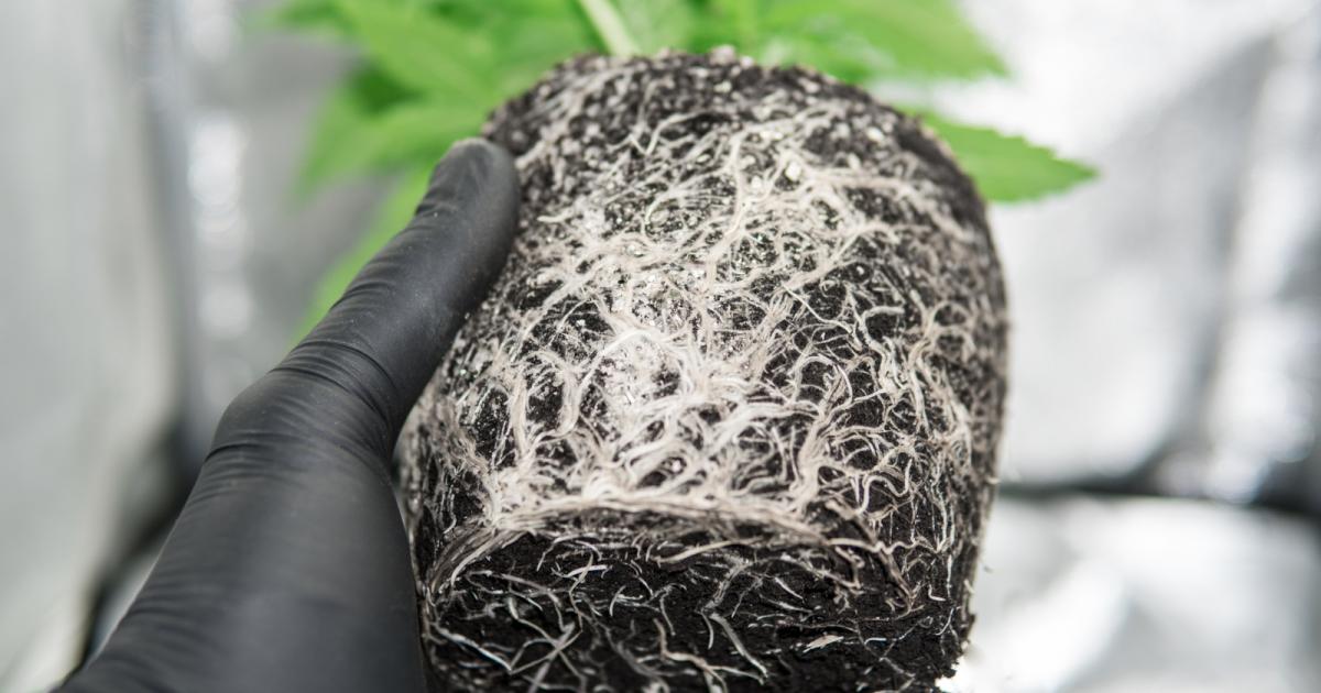 ¿Sabes cuándo y cómo trasplantar tus plantas de marihuana?