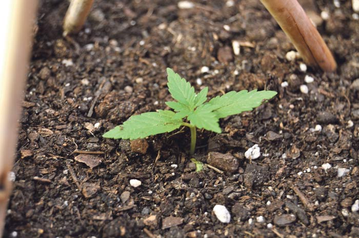 Planta de marihuana en fase de crecimiento de cultivo de exterior