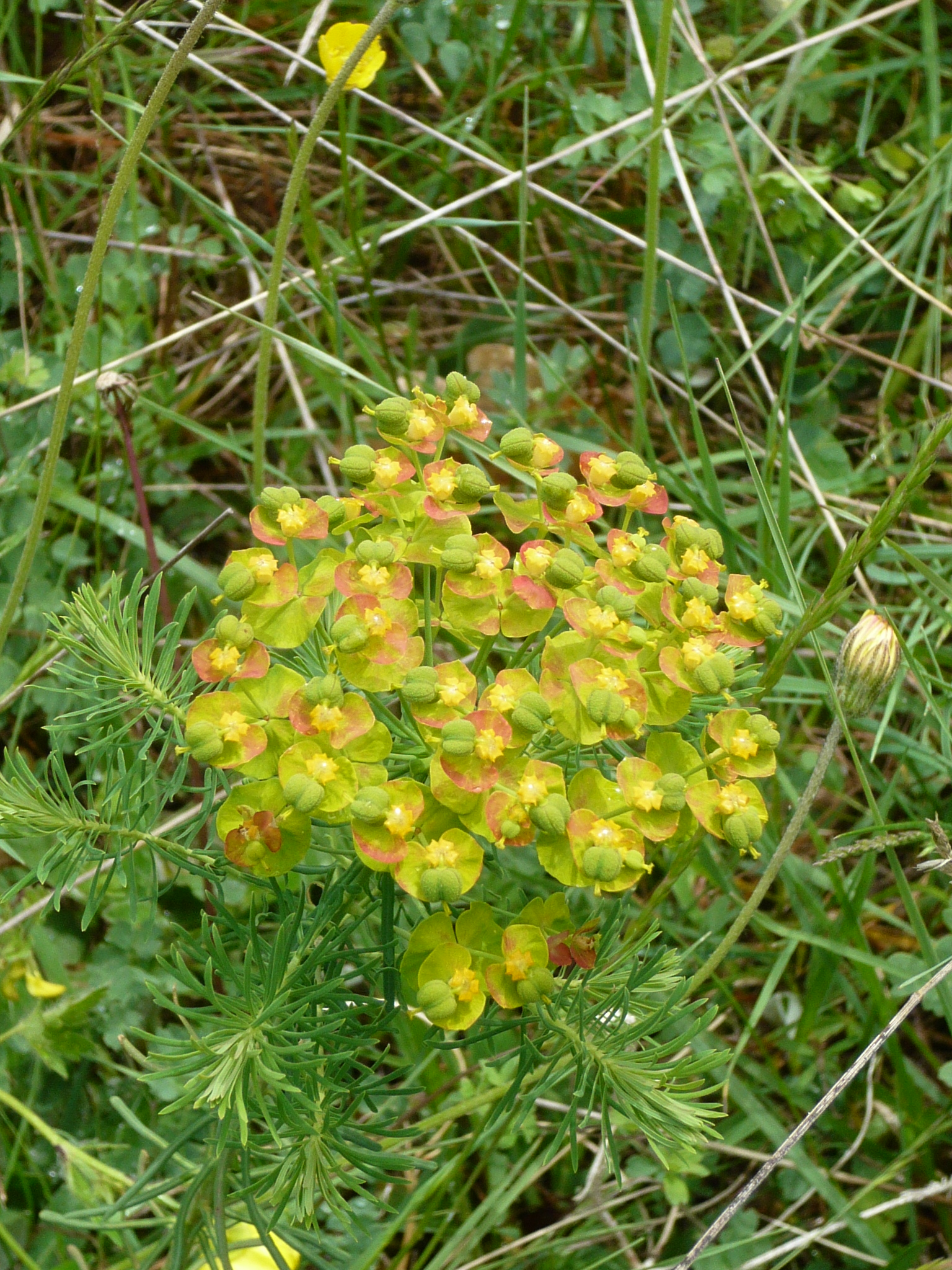Euphorbe