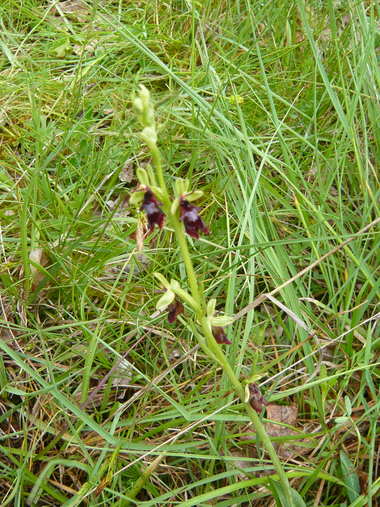 Ophrys mouche