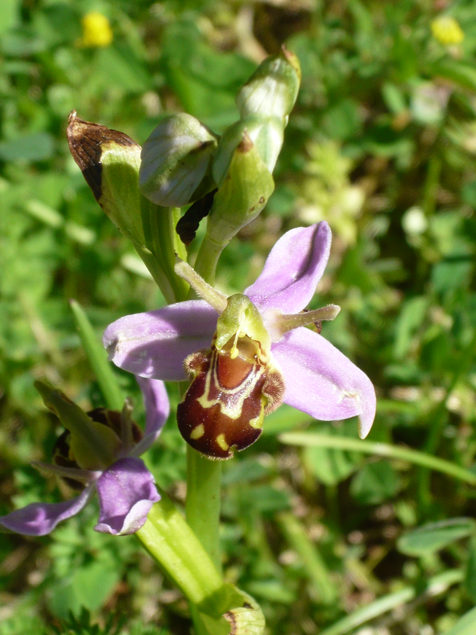 Ophrys abeille apifera