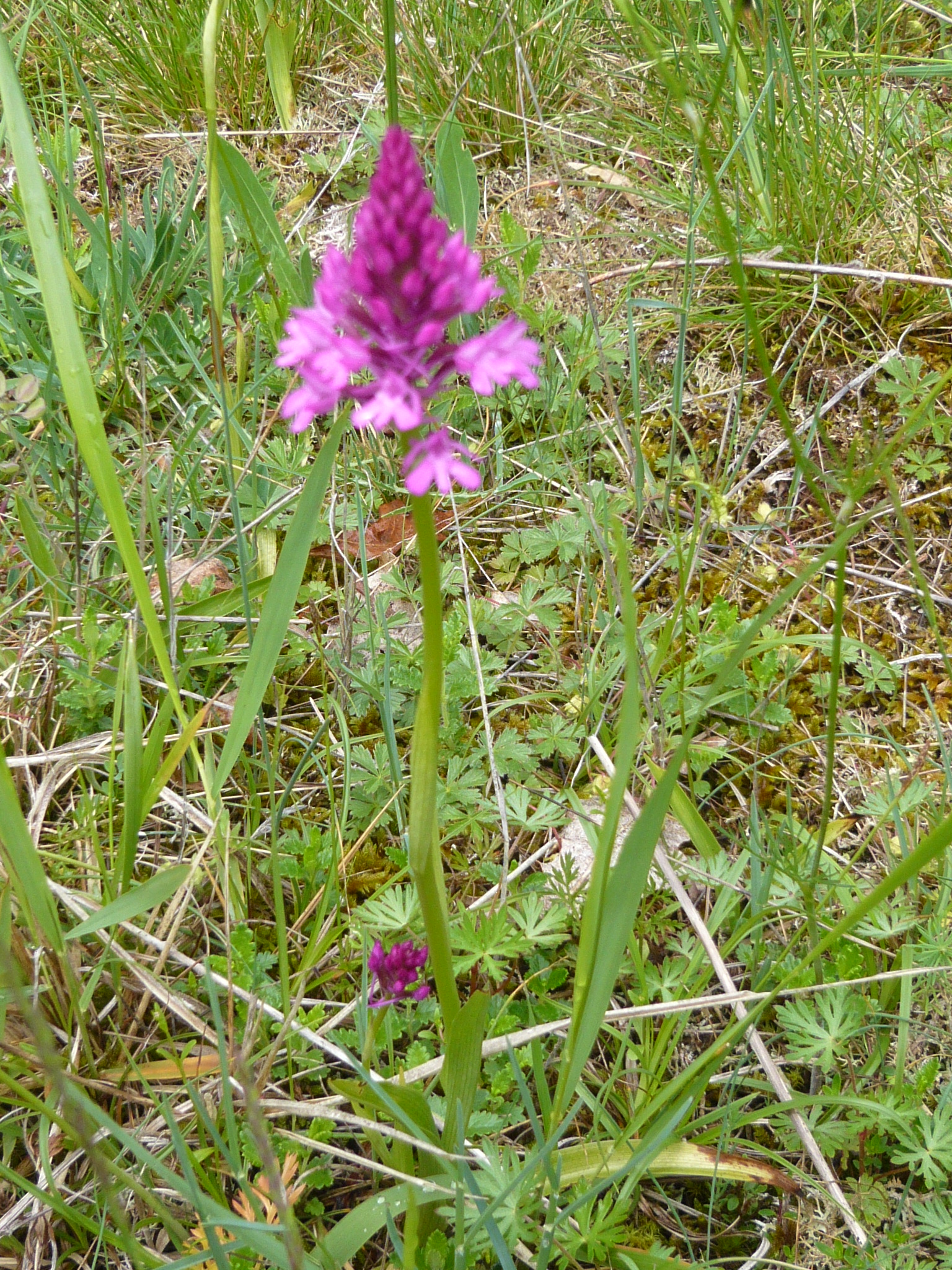 Orchis pyramidale