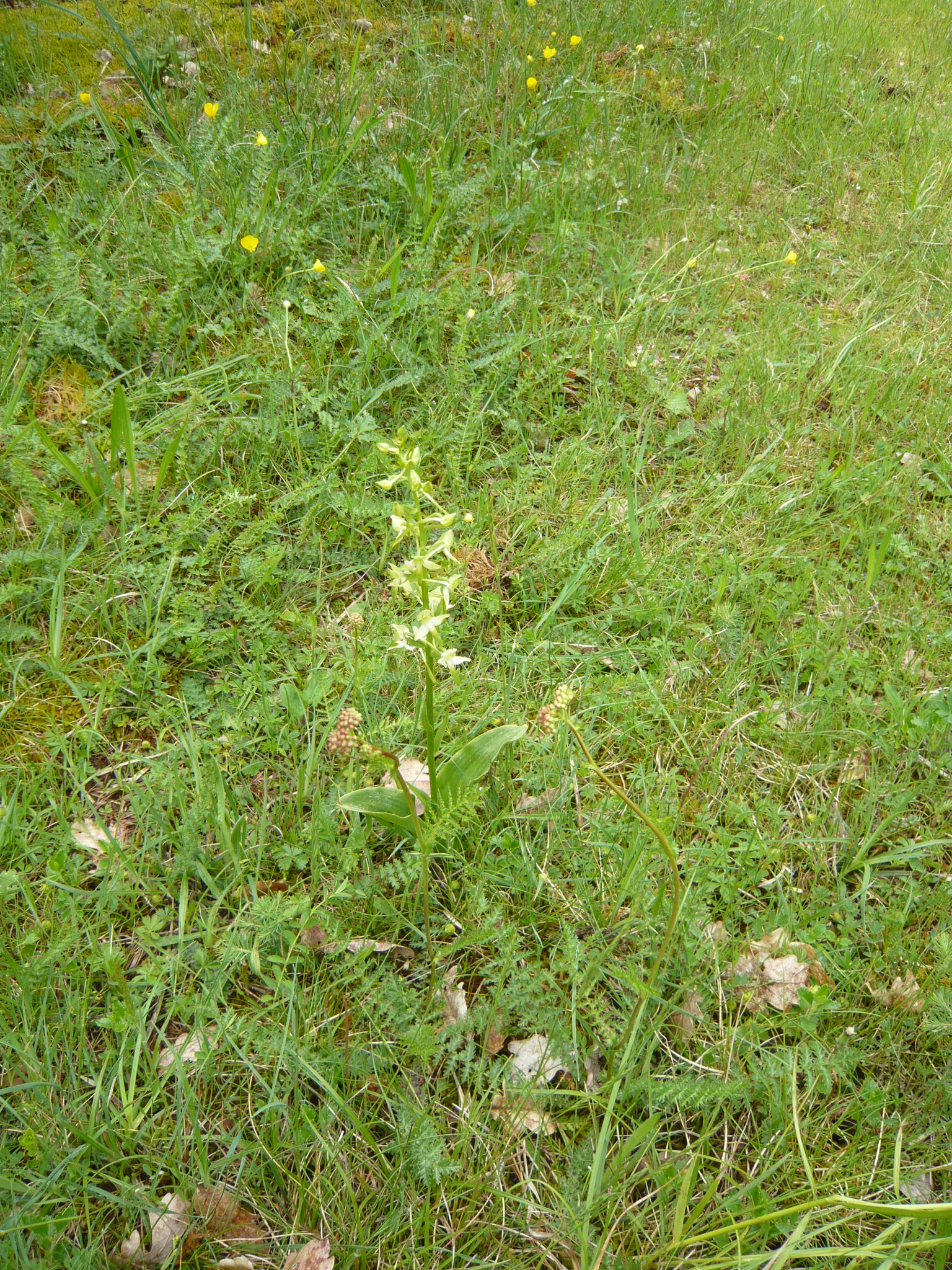 Orchis verdâtre à deux feuilles