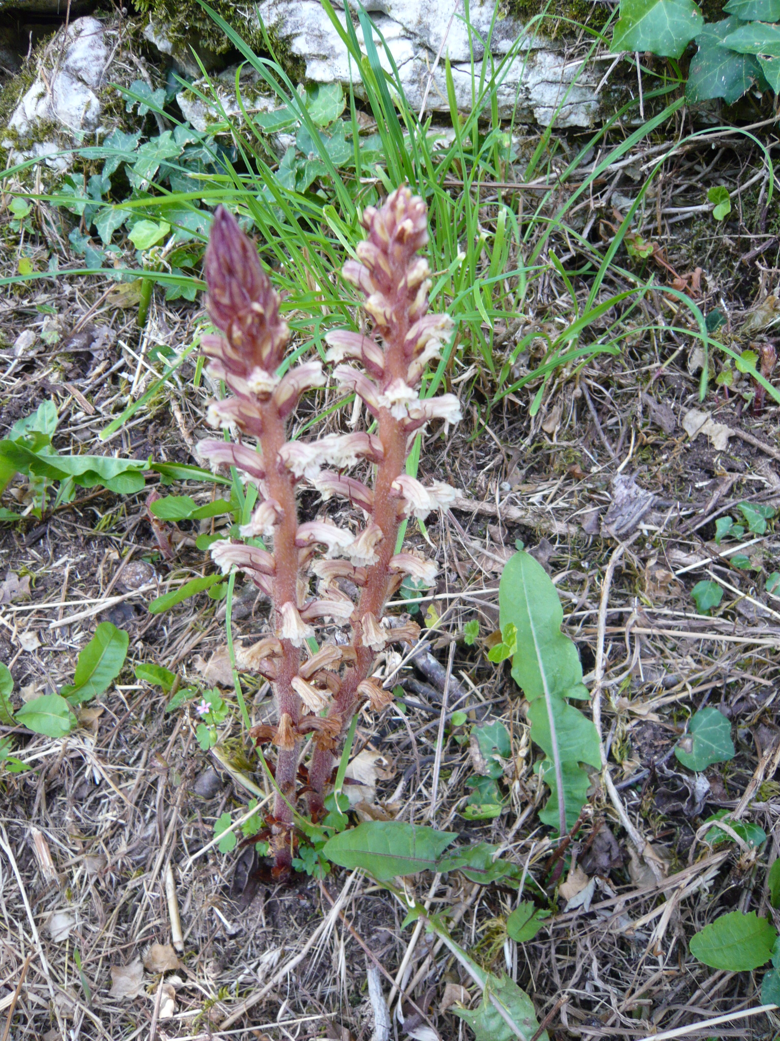 OROBANCHE