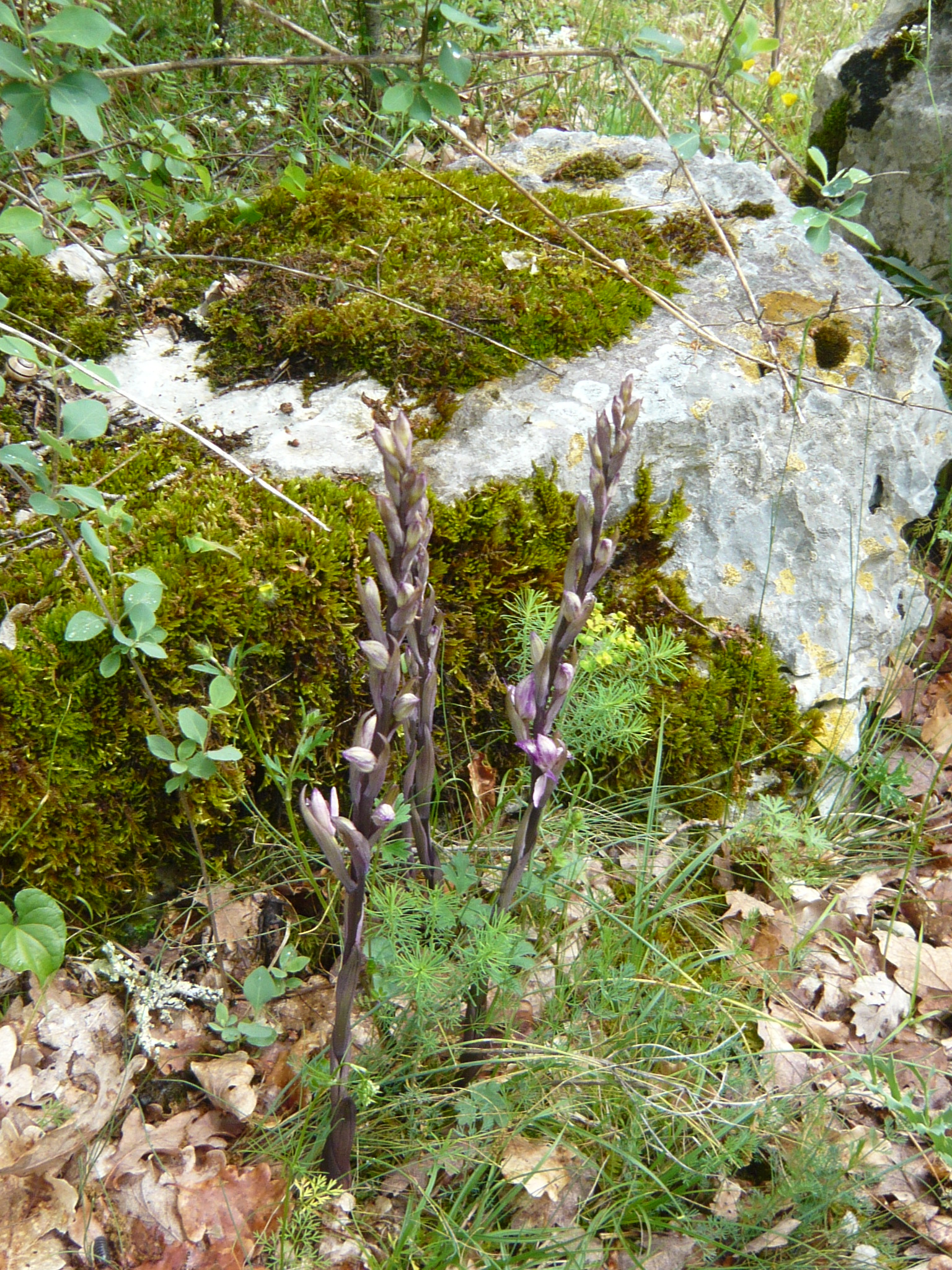 Limodore à feuilles avortées