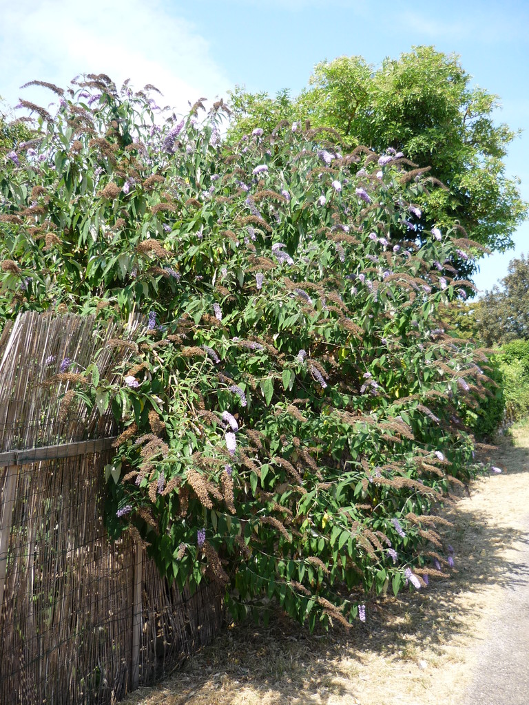 BUTLéIA, ARBRE A PAPILLONS