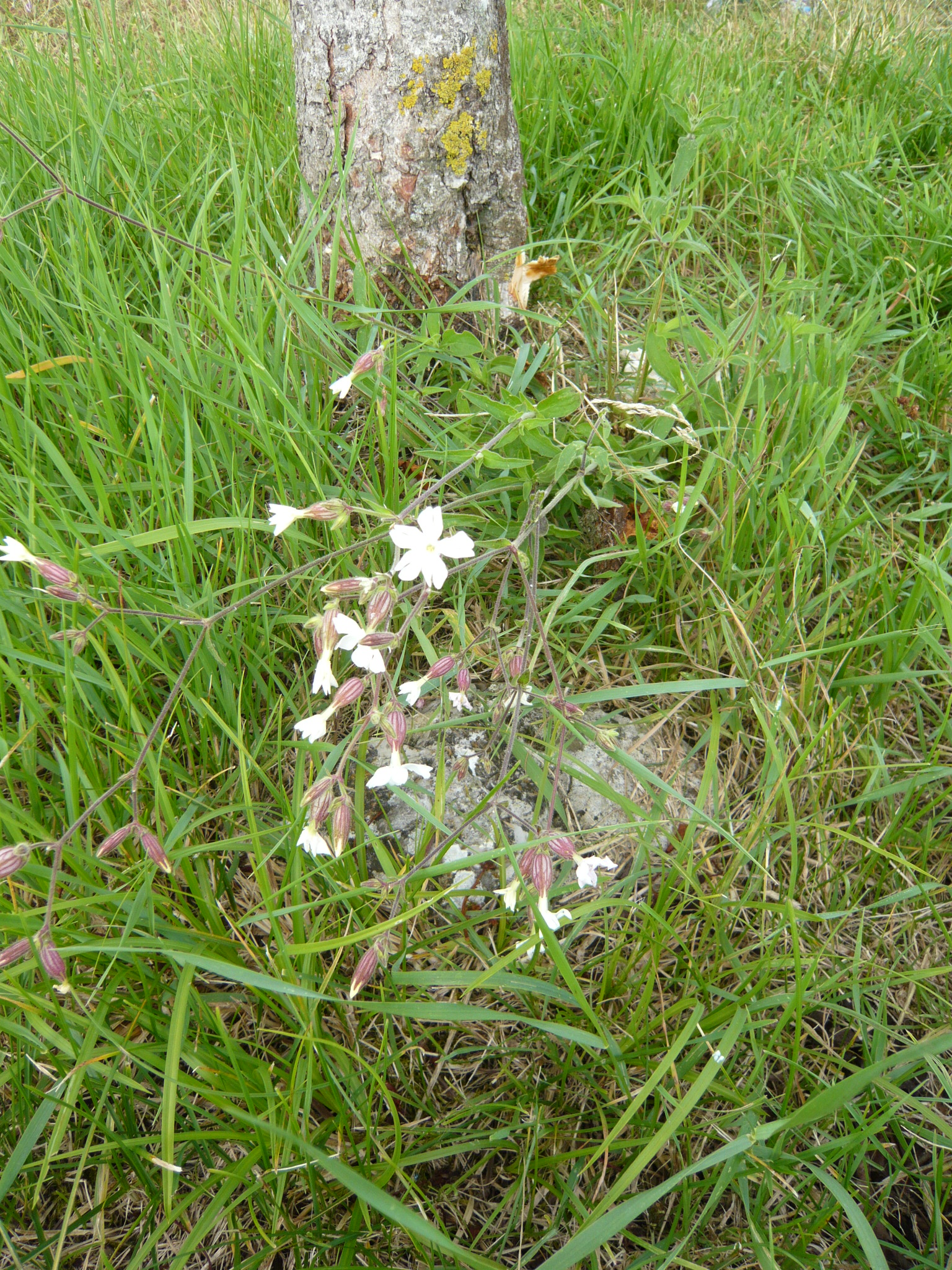COMPAGNON BLANC