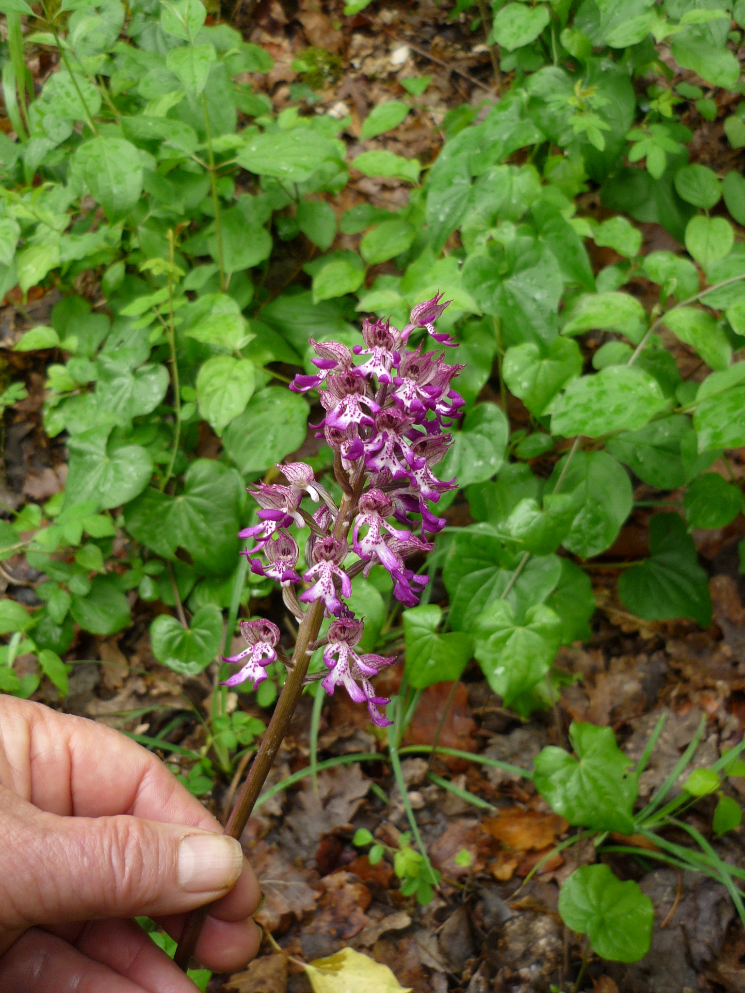 Orchis croisement entre Orchis Singe et Orchis Pourpre (Hybride)