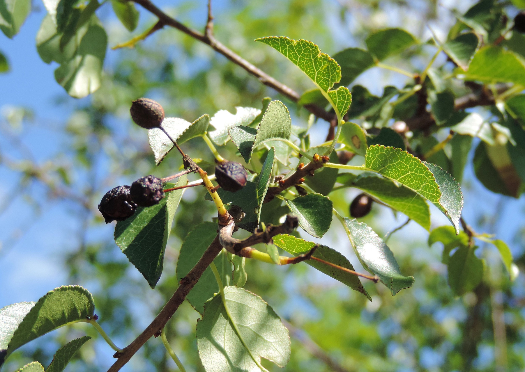  CERISIER DE SAINTE LUCIE ou MAHALEB