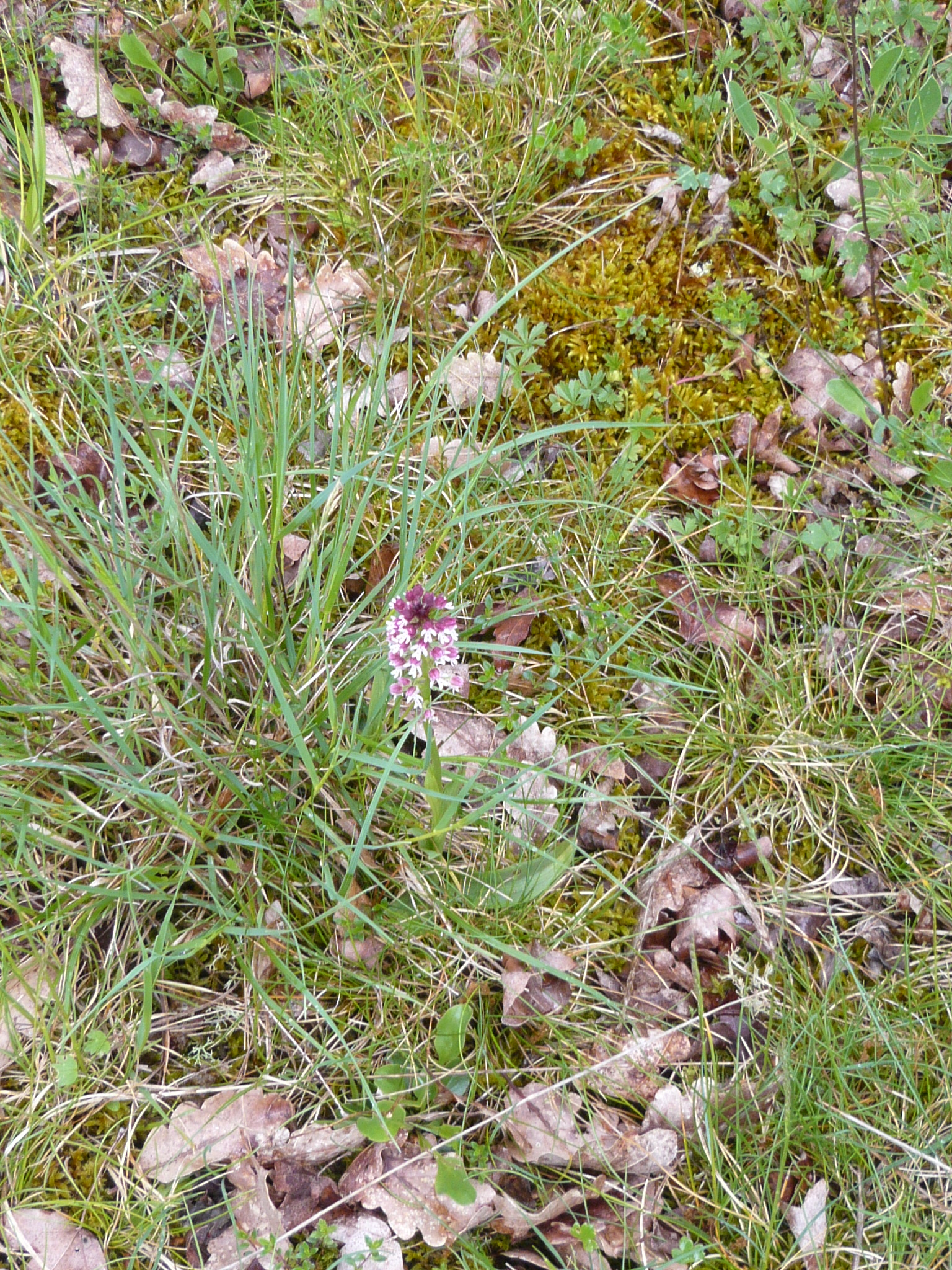 Orchis brûlée