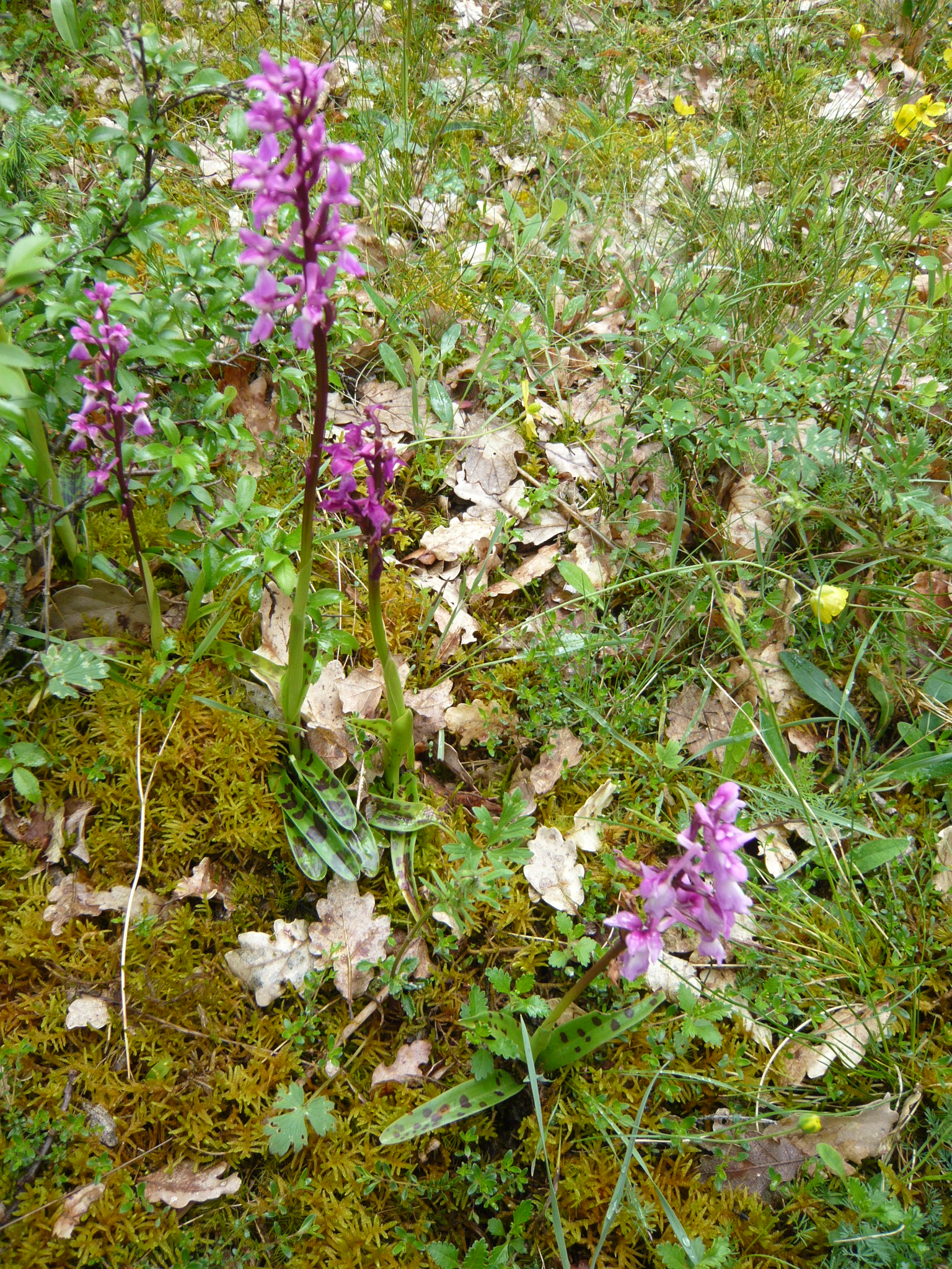 Orchis mâle laxiflora à feuilles tachetées