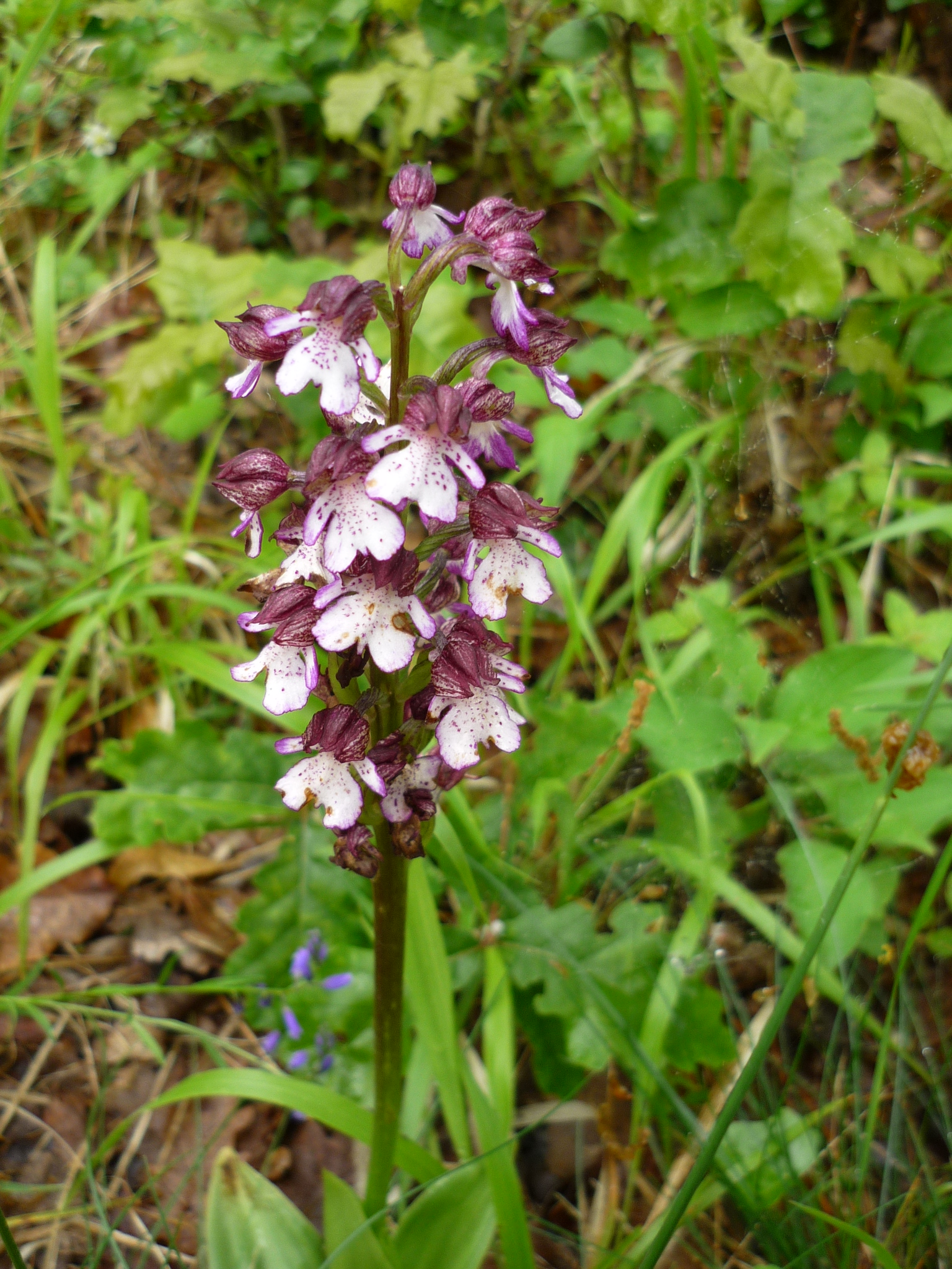 Orchis pourpre