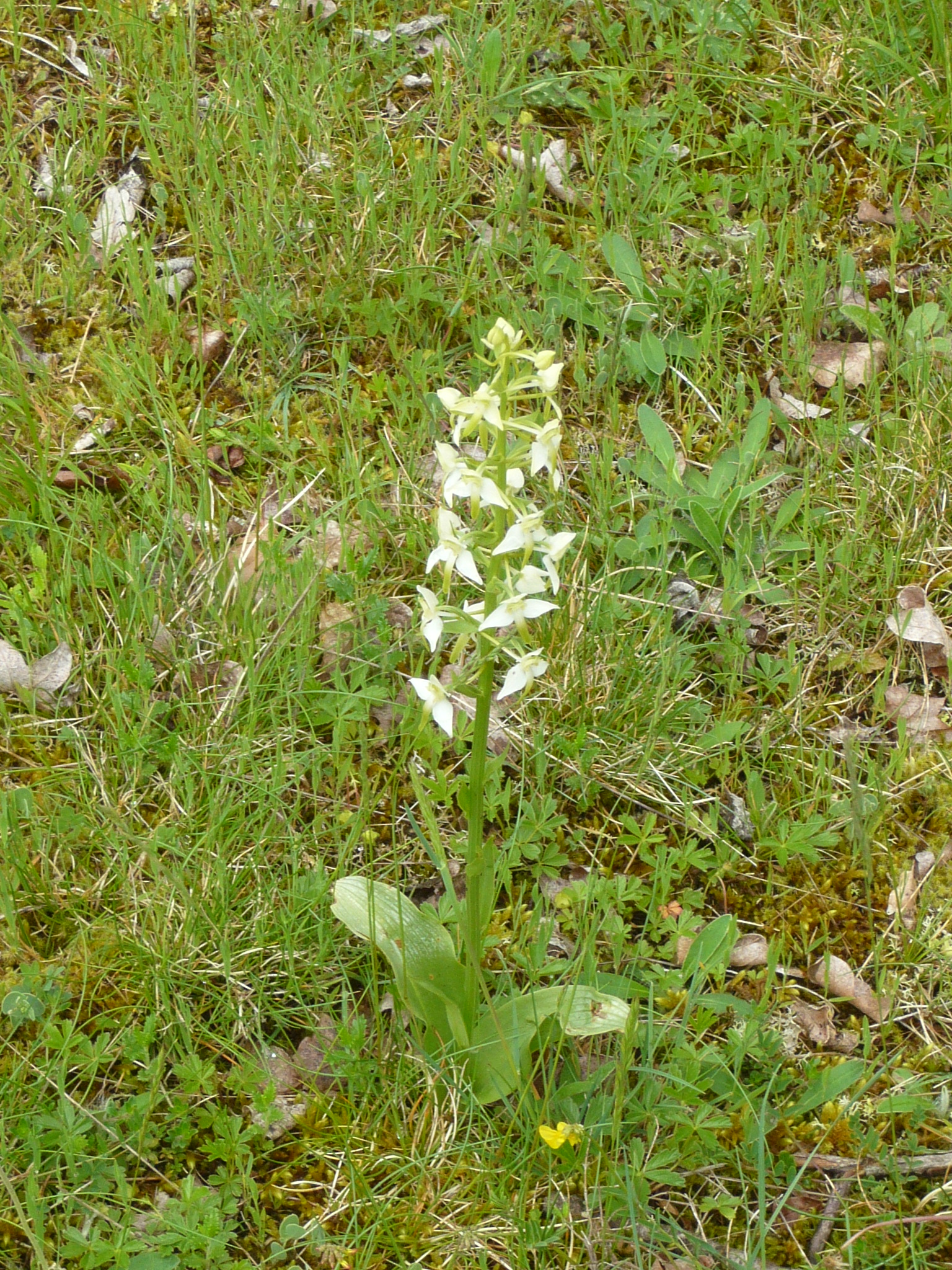 Orchis verdâtre à deux feuilles