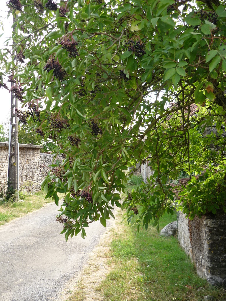 SUREAU EN FRUITS