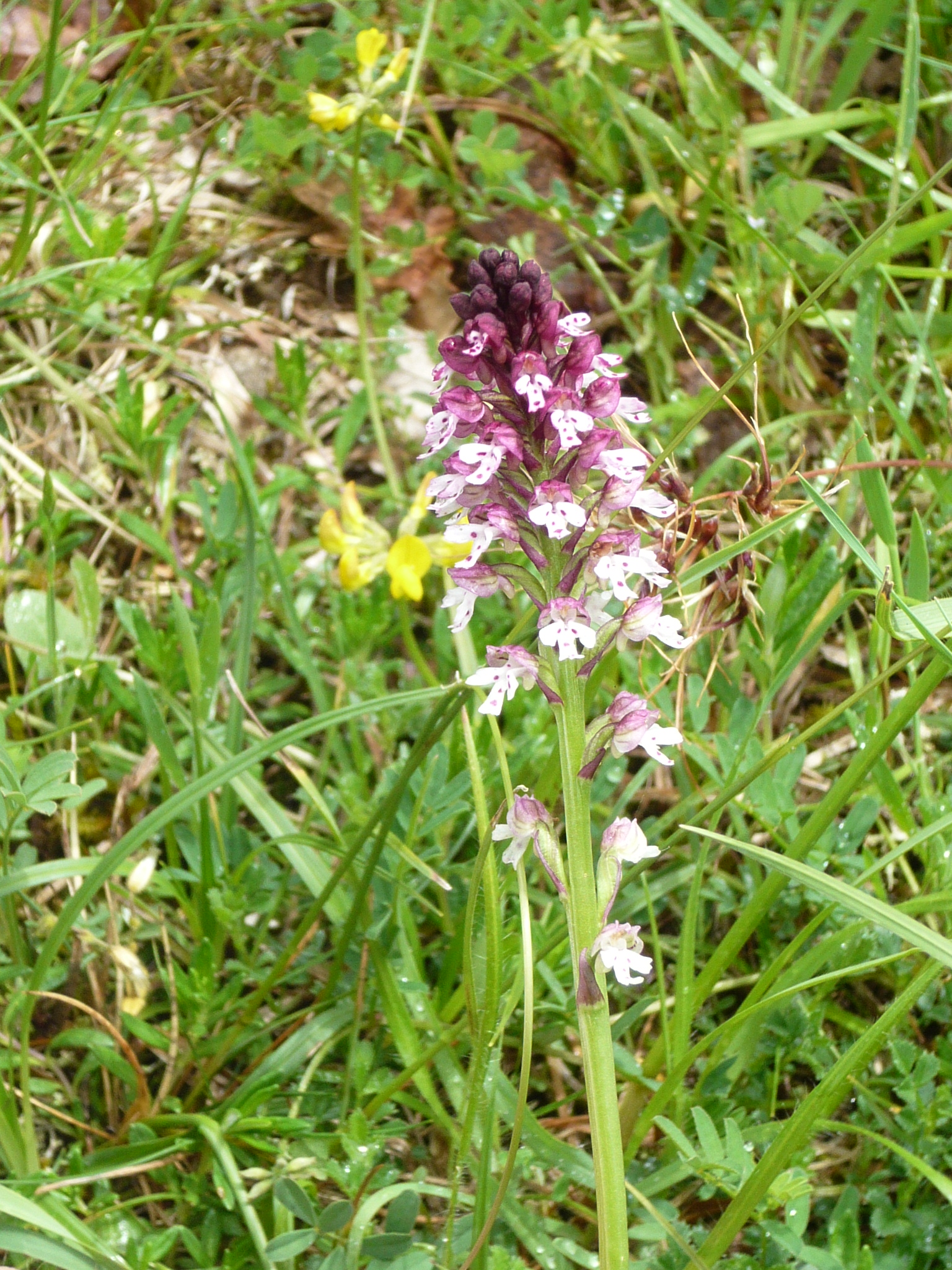 Orchis brûlée