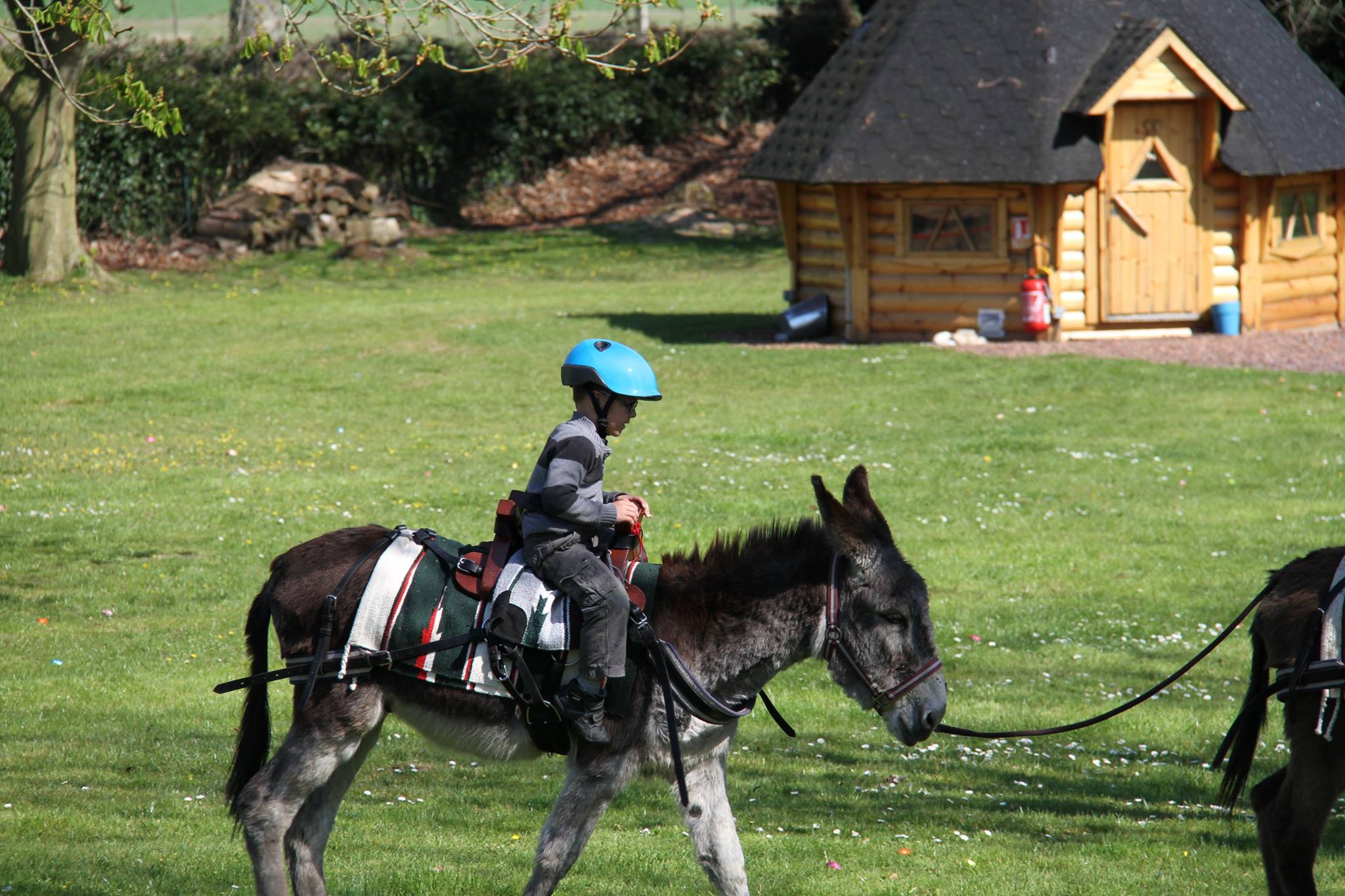 Balade a dos d'anes dans le parc