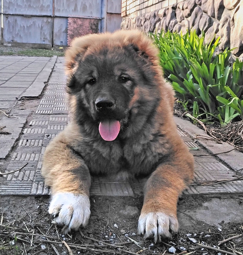 продам кавказца. осман 2 кавказская овчарка. продам кавказца. московская кавказская овчарка. собака кавказская овчарка щенок.