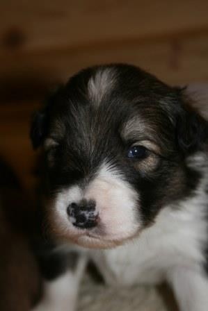 © Border Collies aus Brandenburg / Regine Müller