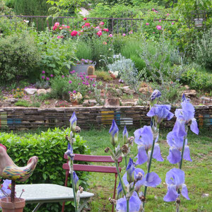 iris dans l'Amphithéâtre de verdure