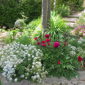 Pivoines, corbeille d'argent , ails de Naples