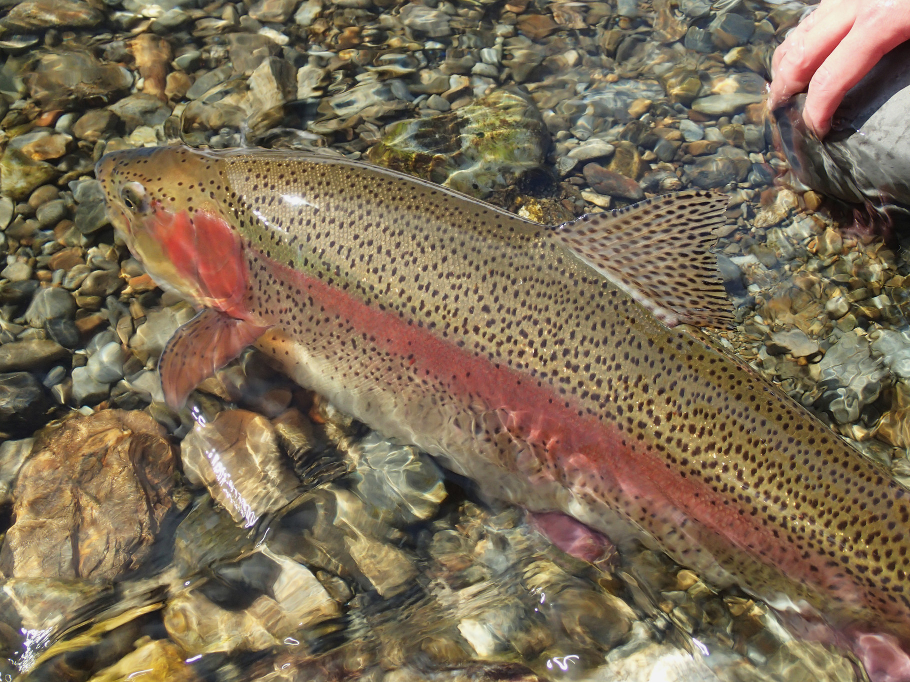 Flyfishingフライタイイング伝統のマテリアル、一級希少品厳選大放出！ Flyfishingフライタイイング伝統のマテリアル、一級希少品厳選大