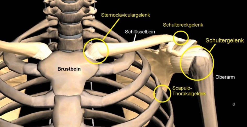 Anatomie - ortho-clinics Webseite!