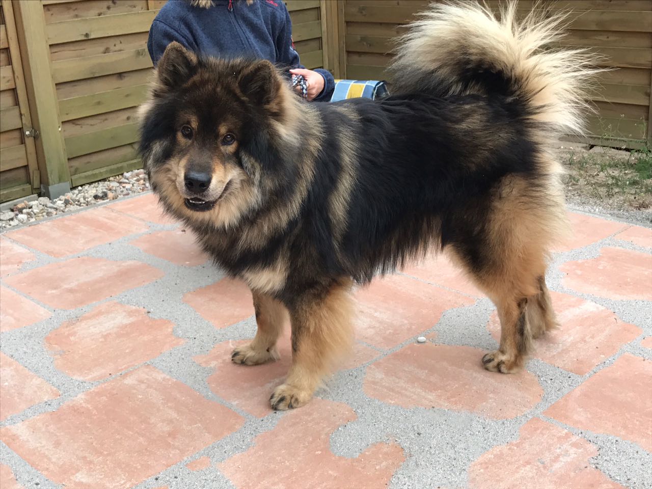 Deckrude Arkani Vom Arenholzer See Eurasier Vom Arenholzer See