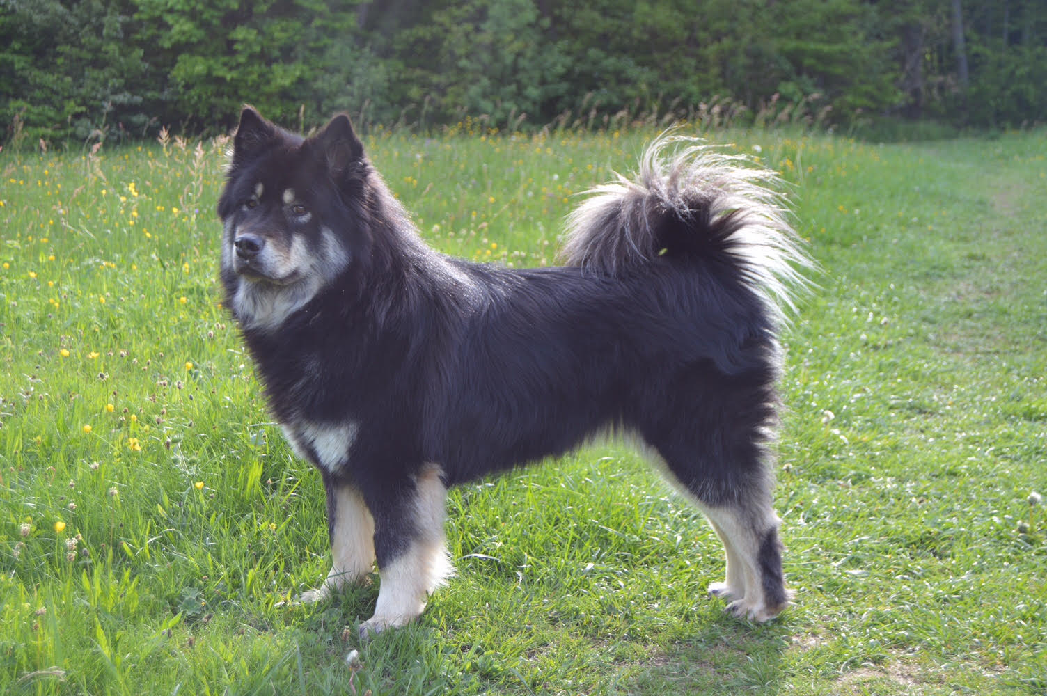 Zuchthundin Annabelle Vom Arenholzer See Eurasier Vom Arenholzer See