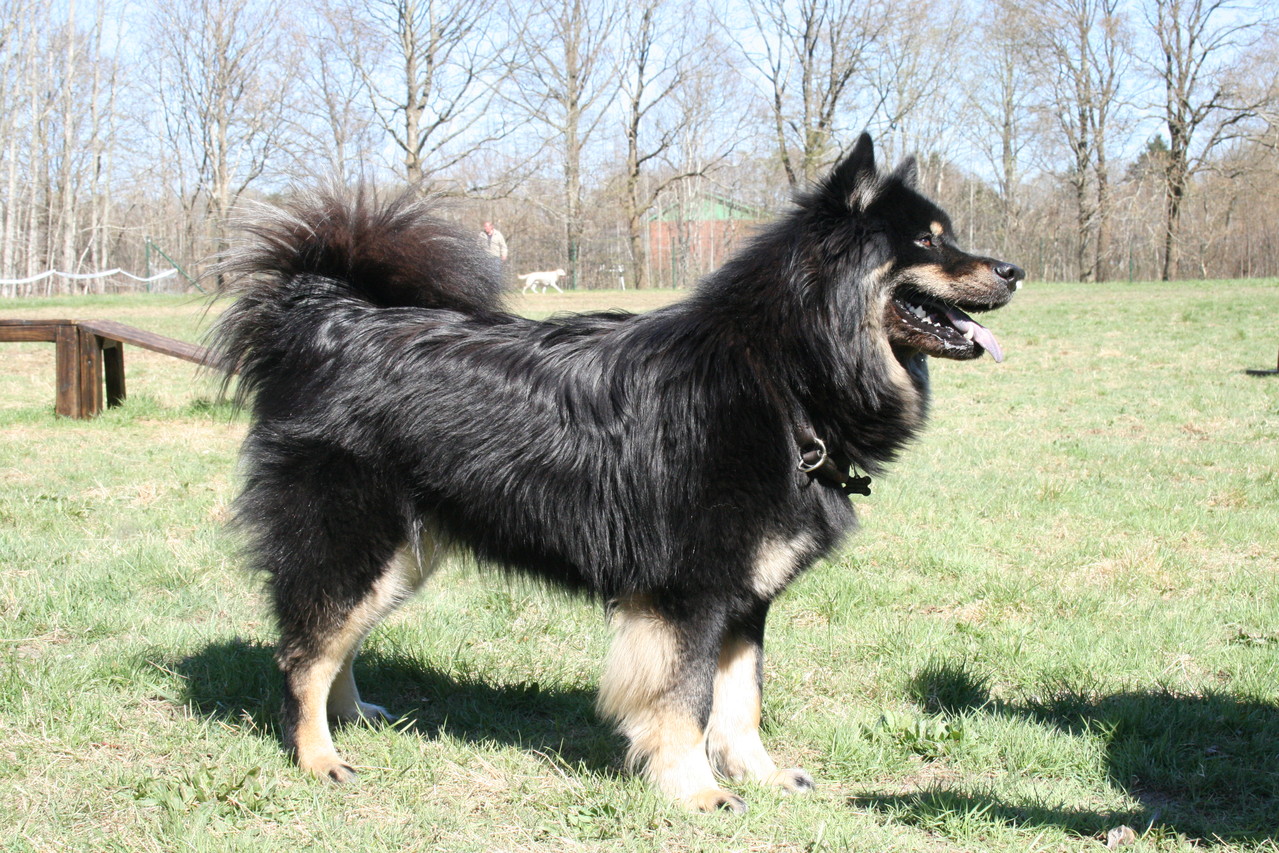 Rassestandard Eurasier Vom Arenholzer See