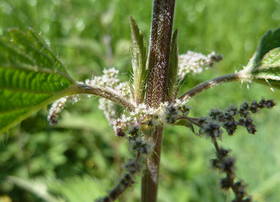 Brennnessel, weibliche Blüten