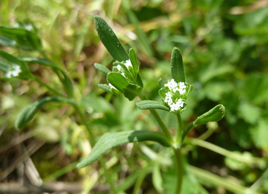 Ackersalat Blüten