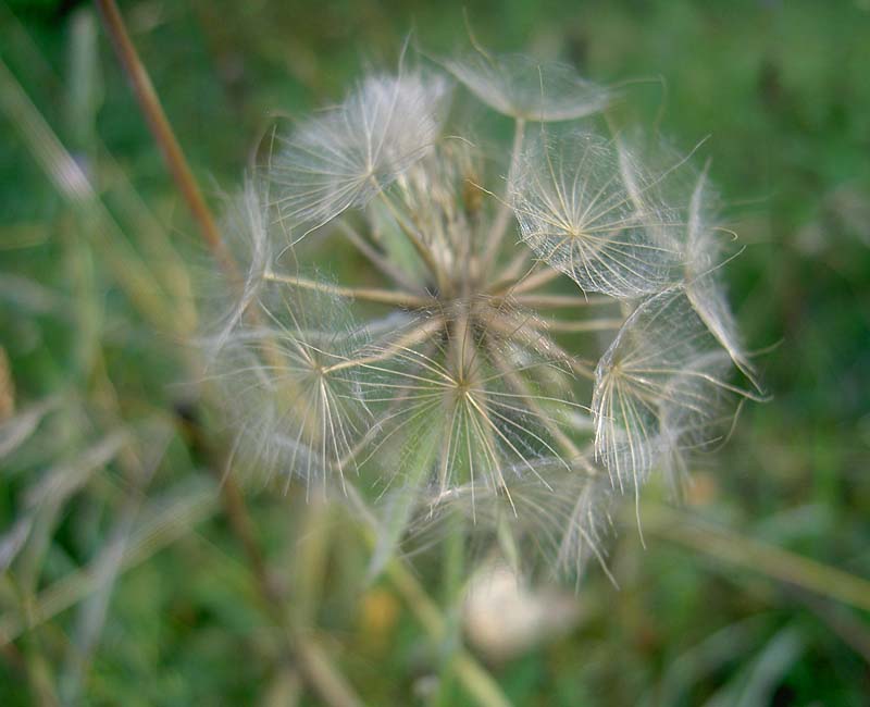 Wiesenbocksbart