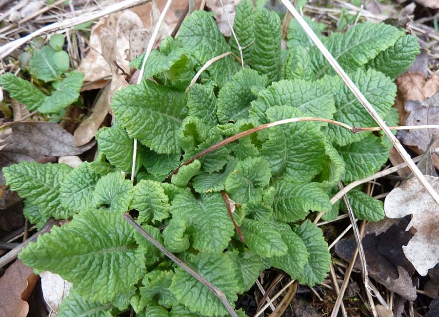 Schlüsselblume