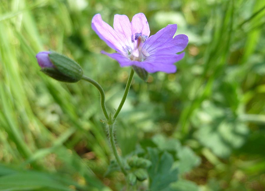 Storchenschnabel