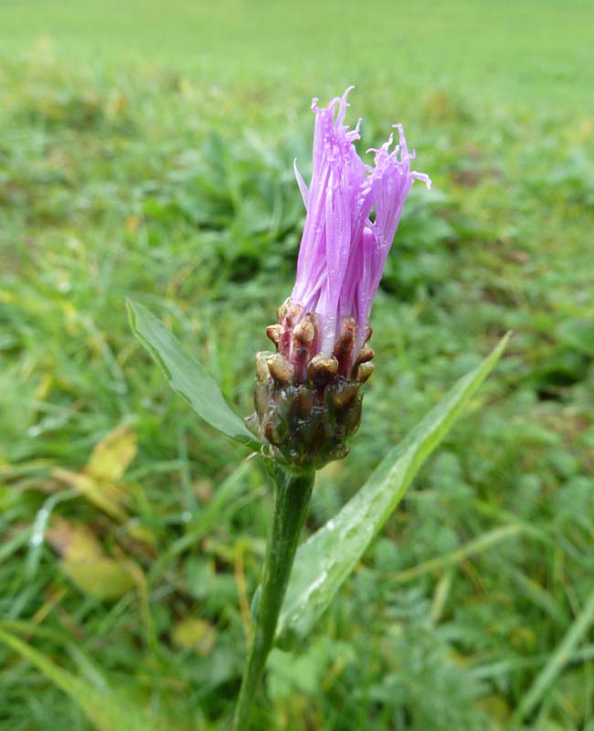 einsame Wiesenflockenblume