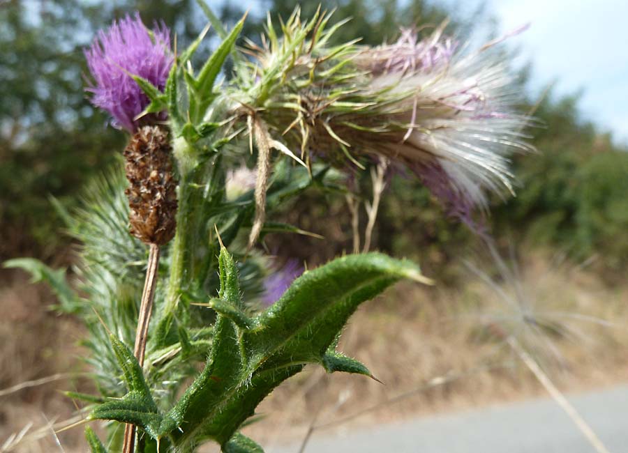 Distel