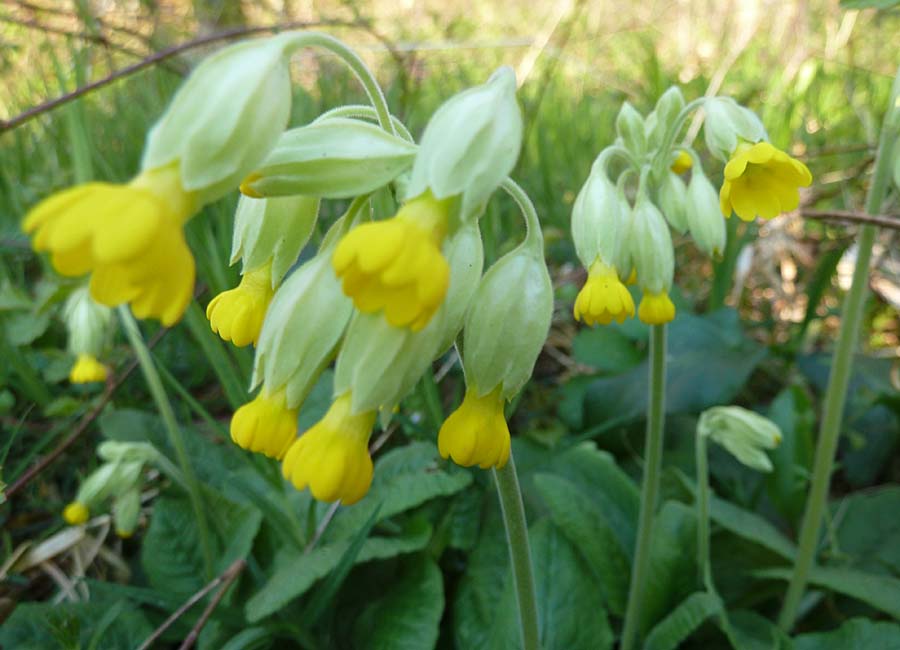 Echte Schlüsselblume