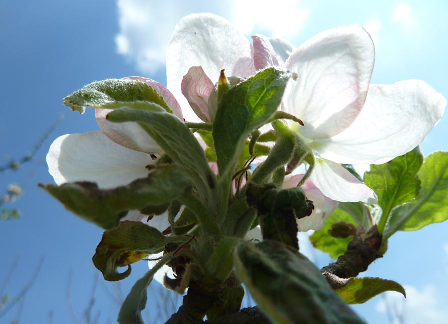 Apfelblüte