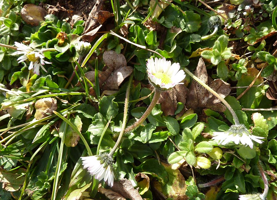 Gänseblümchen