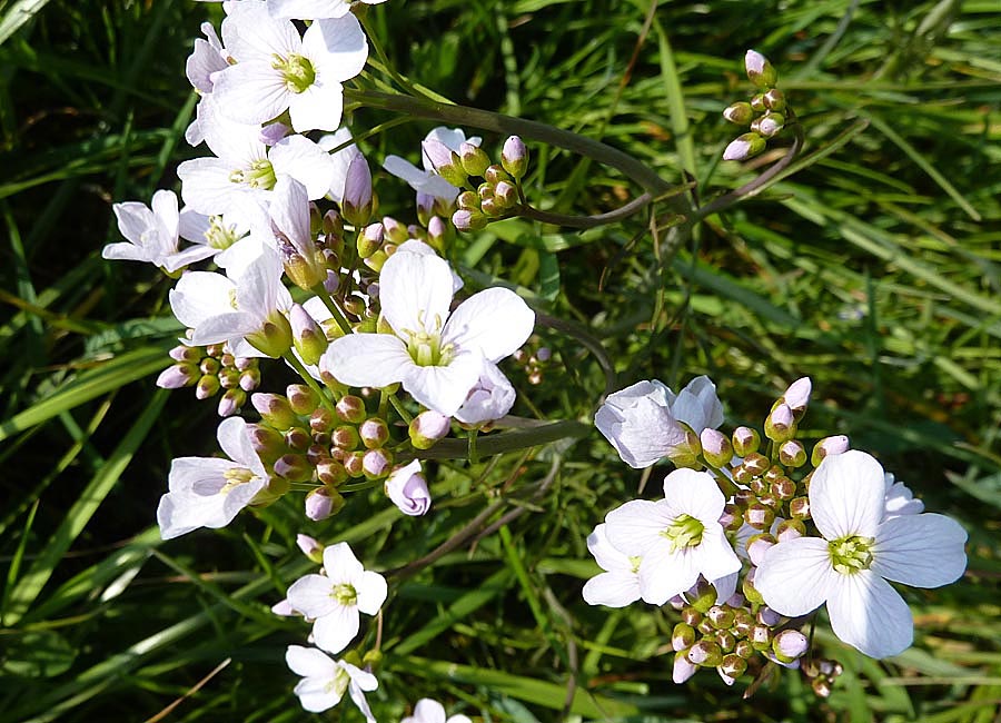 Wiesenschaumkraut